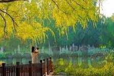 在线麻豆传媒-在线麻豆传媒，数字化时代的文化与娱乐交融